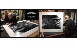 photograph guy the gorilla arthur steel print sales