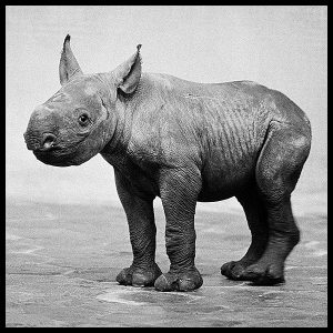 baby black rhino by arthur steel