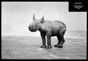 joanna the baby black rhino rare photograph