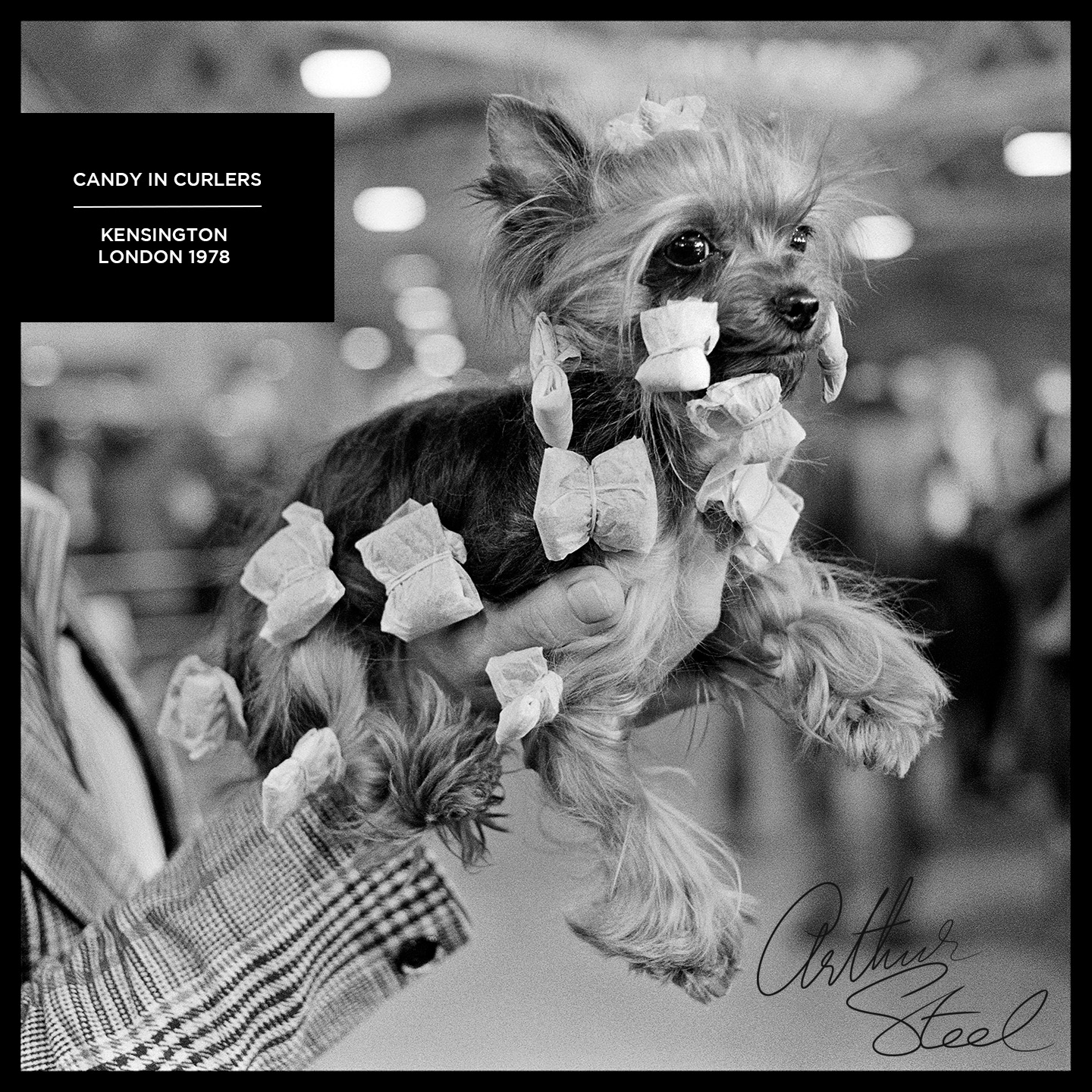 yorkshire_terrier_candy_crufts_dog_show_arthur_steel