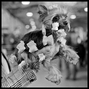 yorkshire_terrier_candy_crufts_do_show_by_arthur_steel
