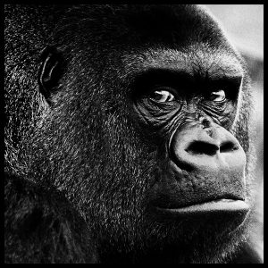 Guy the Gorilla by Arthur Steel