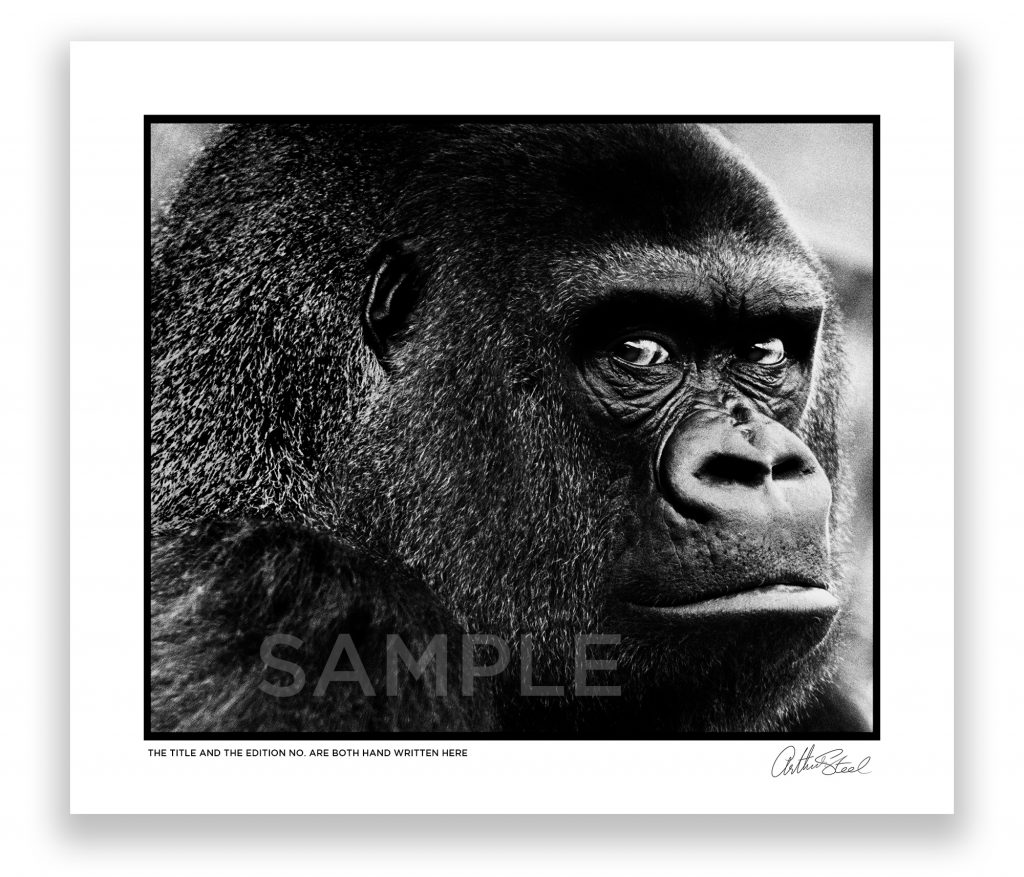 an exclusive black and white photograph of guy the gorilla by british photojournalist arthur steel an exclusive black and white photograph of guy the gorilla by british photojournalist arthur steel