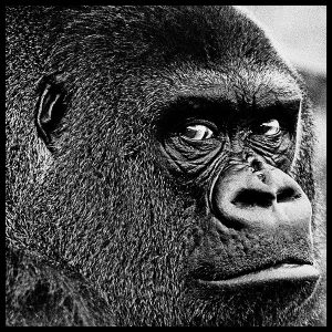 guy the gorilla by arthur steel