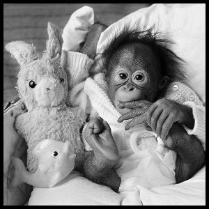 baby-orangutan-pram-by-arthur-steel