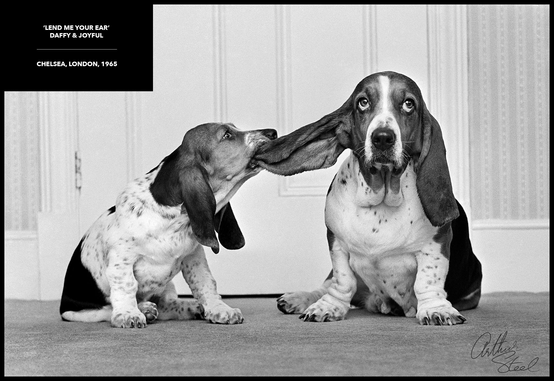 rare photograph playful bassett hounds