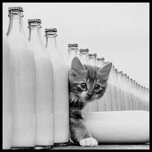 milking-it-by-photographer-arthur-steel