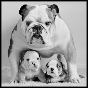 rare photograph black and white bulldog print