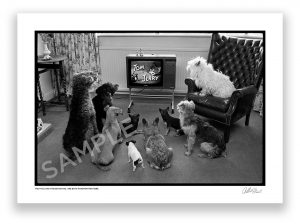 an exclusive black and white photograph of dogs watching a tom and jerry cartoon by photojournalist arthur steel