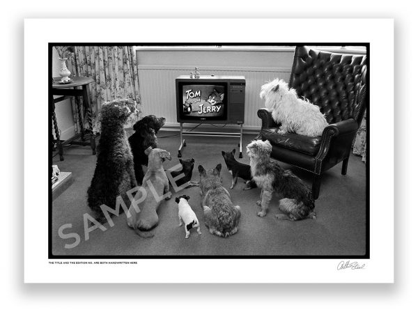 an exclusive black and white photograph of dogs watching a tom and jerry cartoon by photojournalist arthur steel