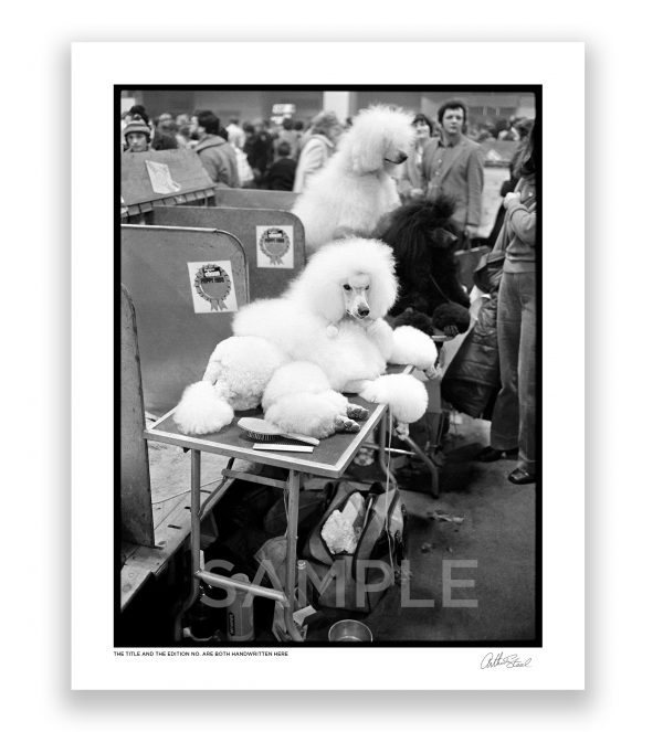 an exclusive black and white photograph of a pampered royal poodle at crufts dog show by british photographer arthur steel