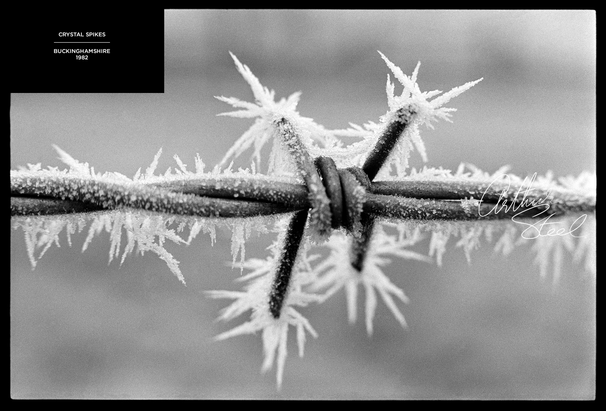 crystal-spikes-barbed-wire-still-life-by-photographer-arthur-steel