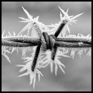 crystal-spikes-barbed-wire-still-life-by-photographer-arthur-steel