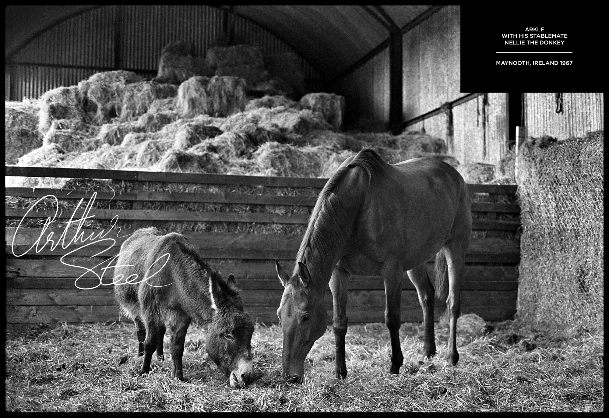 rare black and white photograph arkle irish racehorse by arthur steel