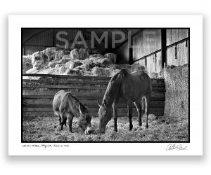 limited edition photograph of racehorse arkle and nellie the donkey maynooth ireland by arthur steel