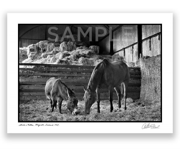 limited edition photograph of racehorse arkle and nellie the donkey maynooth ireland by arthur steel