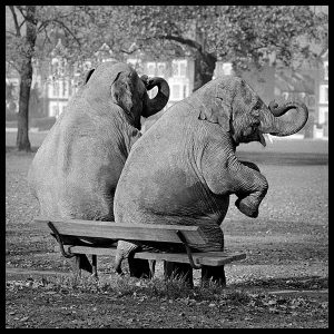 circus elephants sitting on a park bench by arthur steel