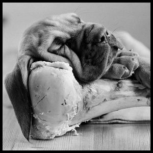 bone_idle_sleeping_bloodhound_puppy_by_arthur_steel