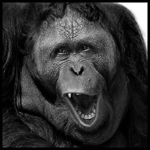 rare black and white photograph bornean orangutan by arthur steel