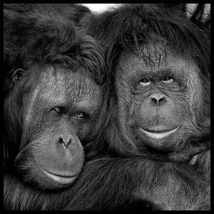 cuddling_orangutans_by_arthur_steel
