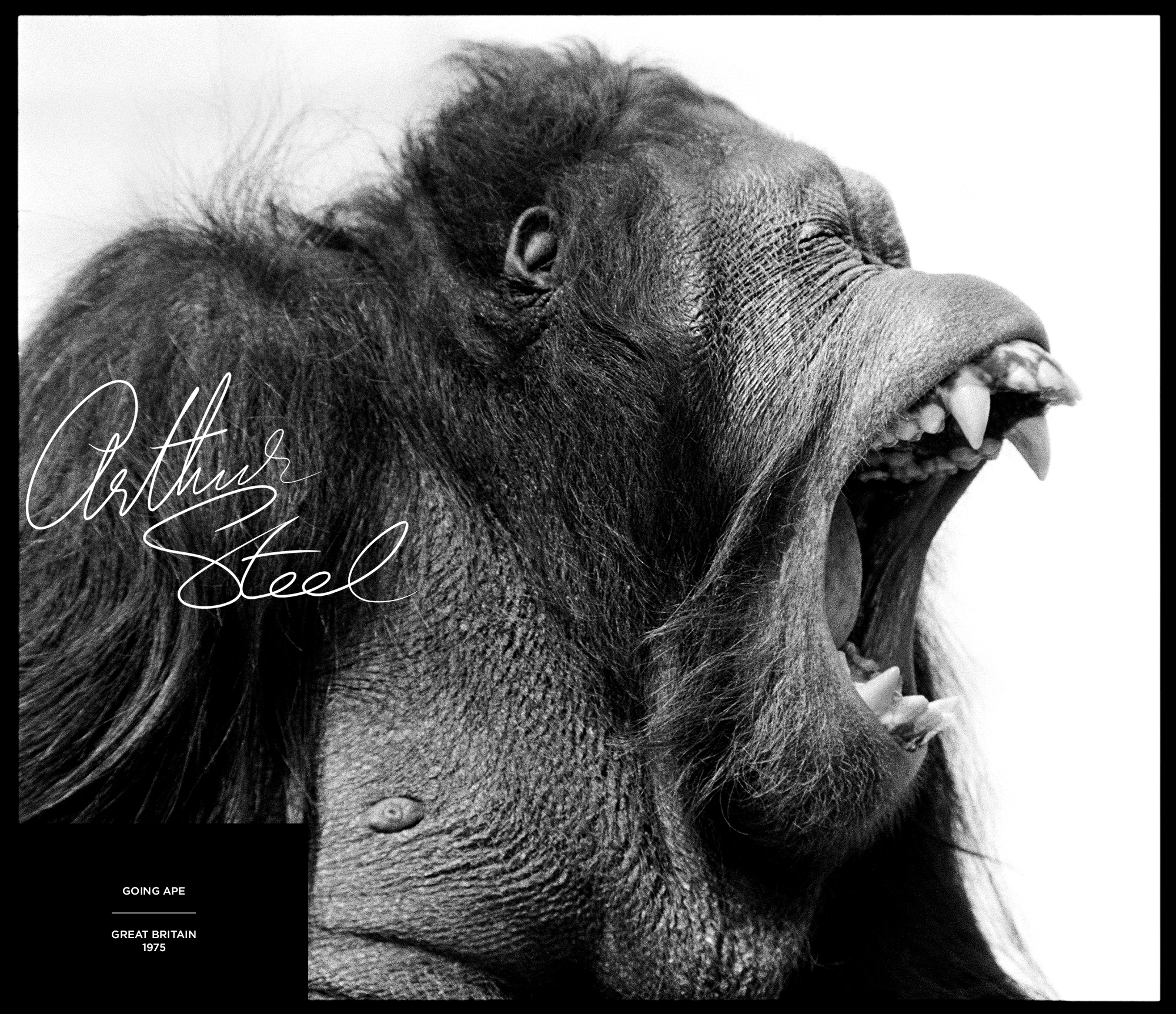 rare photograph orangutan going ape by arthur steel