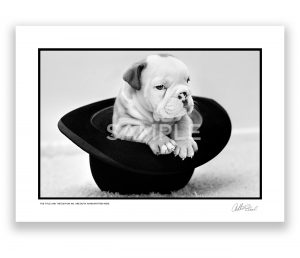 an exclusive limited edition black and white photograph of a baby british bulldog by photojournalist arthur steel