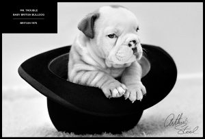 portrait of a baby british bulldog puppy by photographer arthur steel