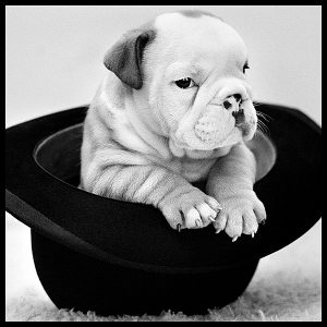 portrait of a baby british bulldog puppy by photographer arthur steel