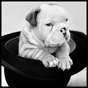 portrait of a baby british bulldog puppy by photographer arthur steel