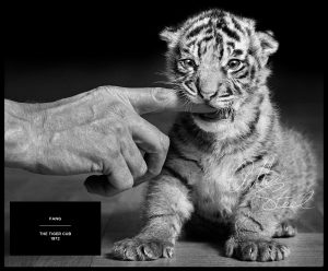 Fang The Tiger Cub by award-winning British Photojournalist Arthur Steel