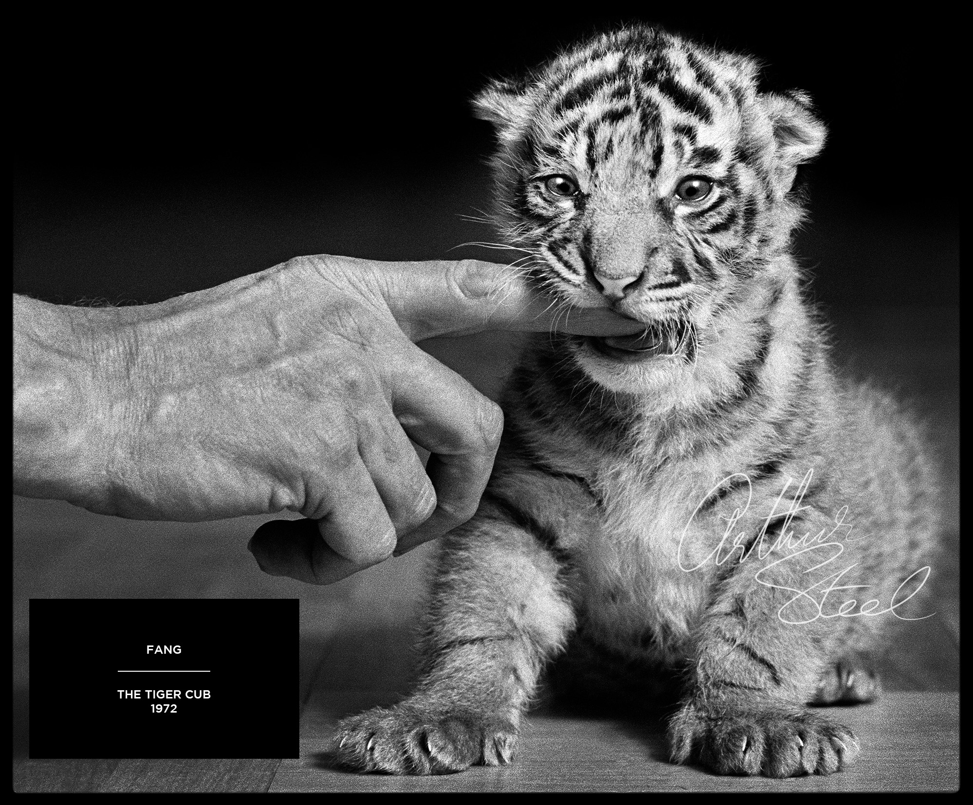 Fang The Tiger Cub by award-winning British Photojournalist Arthur Steel