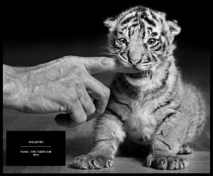 Fang The Tiger Cub by award-winning British Photojournalist Arthur Steel