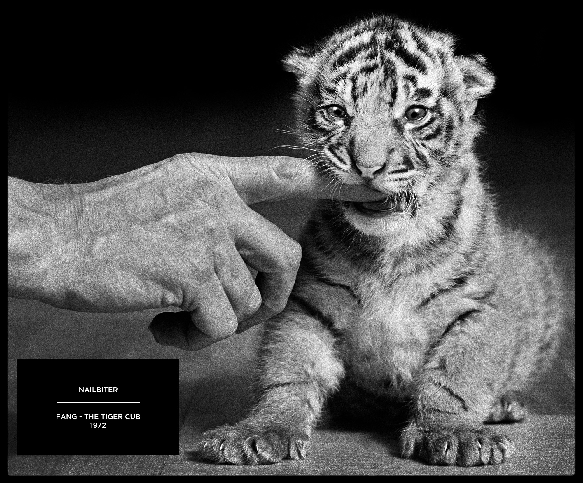 Fang The Tiger Cub by award-winning British Photojournalist Arthur Steel