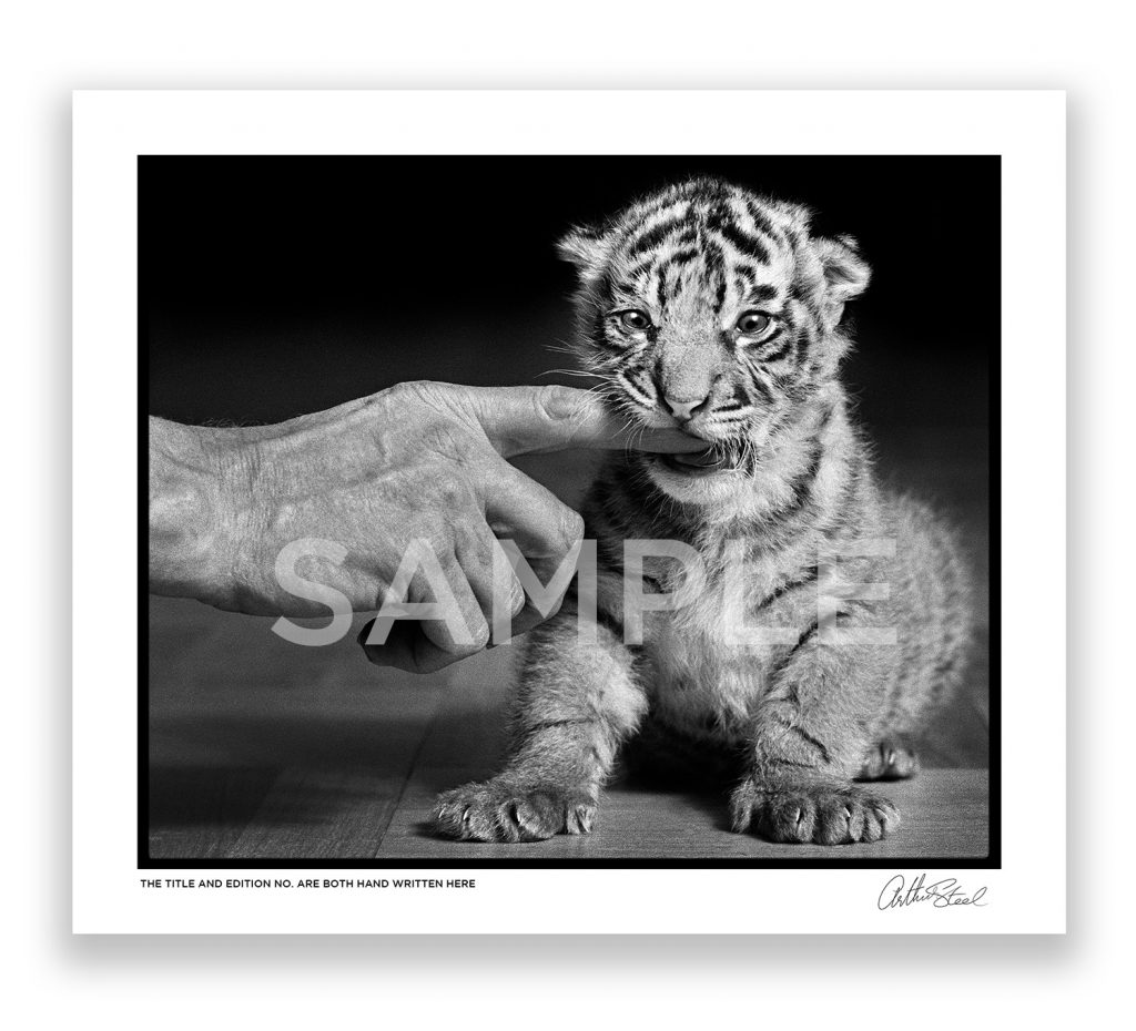 Fang The Tiger Cub by award-winning British Photojournalist Arthur Steel