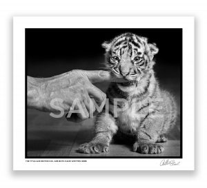 Fang The Tiger Cub by award-winning British Photojournalist Arthur Steel