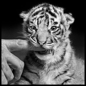 Fang The Tiger Cub by award-winning British Photojournalist Arthur Steel