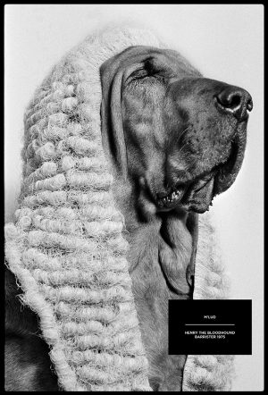an exclusive photograph of a bloodhound barrister by british photojournalist arthur steel