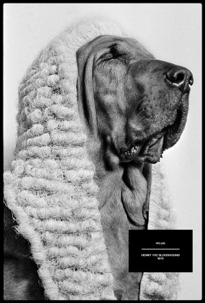 an exclusive photograph of a bloodhound barrister by british photojournalist arthur steel