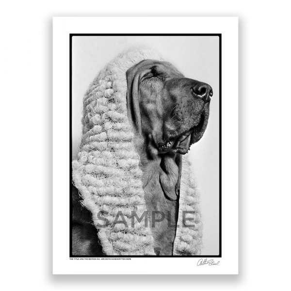 an exclusive photograph of a bloodhound barrister by british photojournalist arthur steel