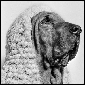 an exclusive photograph of a bloodhound barrister by photojournalist arthur steel